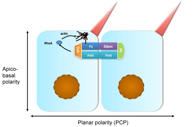 PCP_schematic_260511