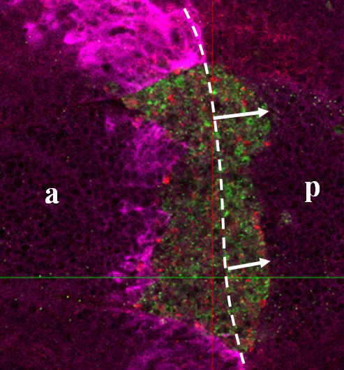 Vha44_migration_disc_1